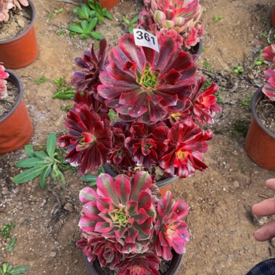 法师2棵10号棚361