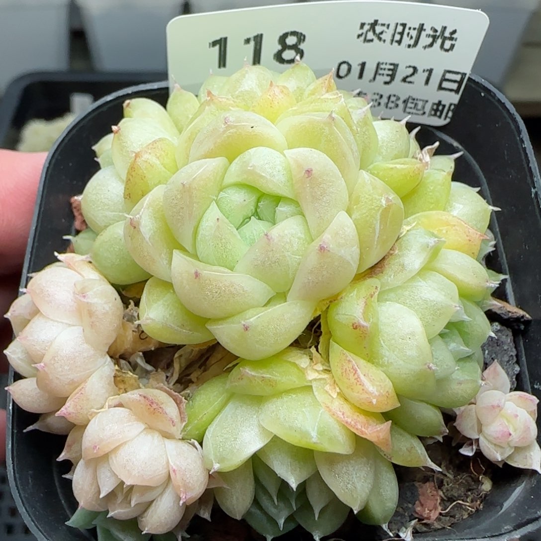 0121-118麦秆包子