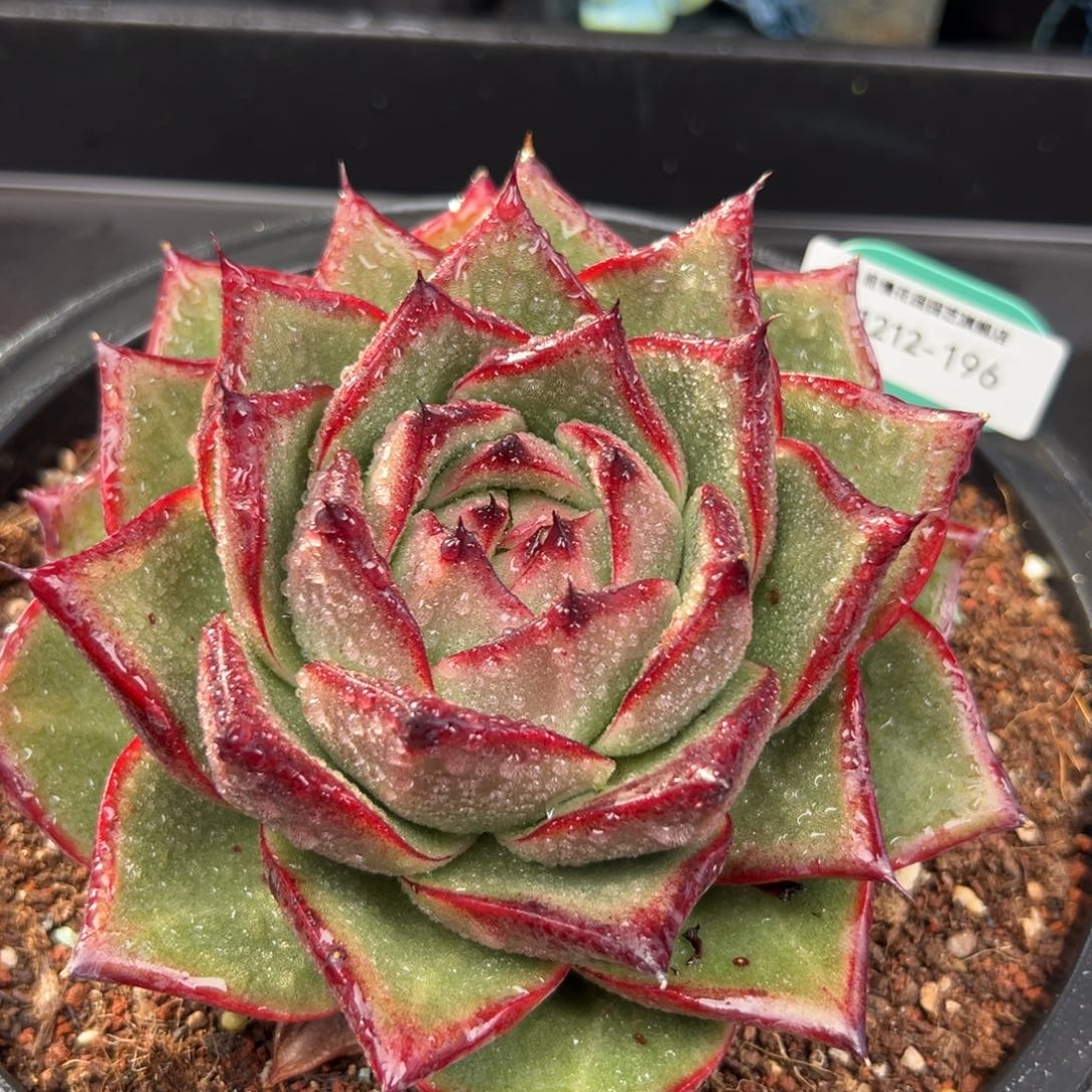 从前慢花园多肉编号1212-196