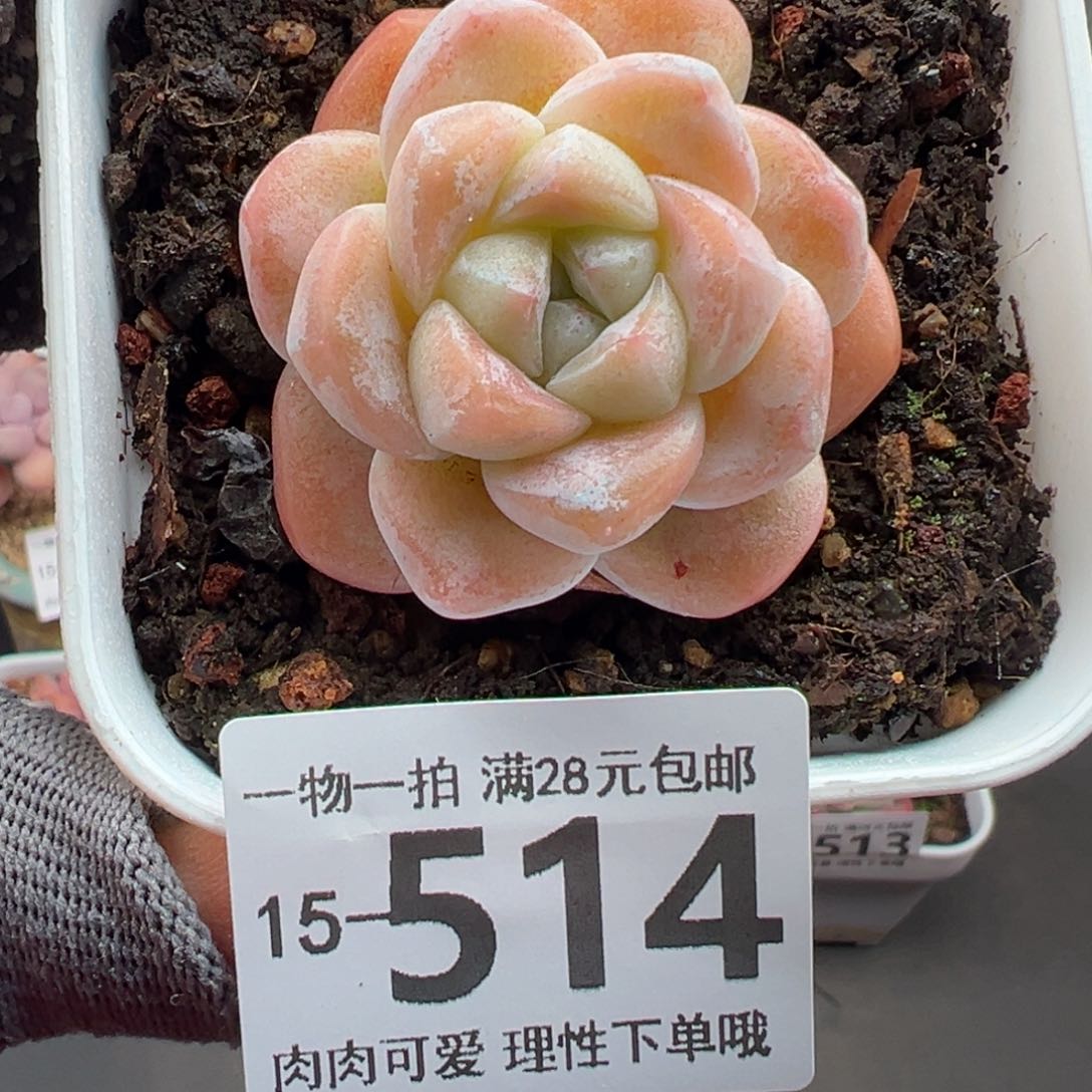 冰玉，多肉多肉多肉多肉