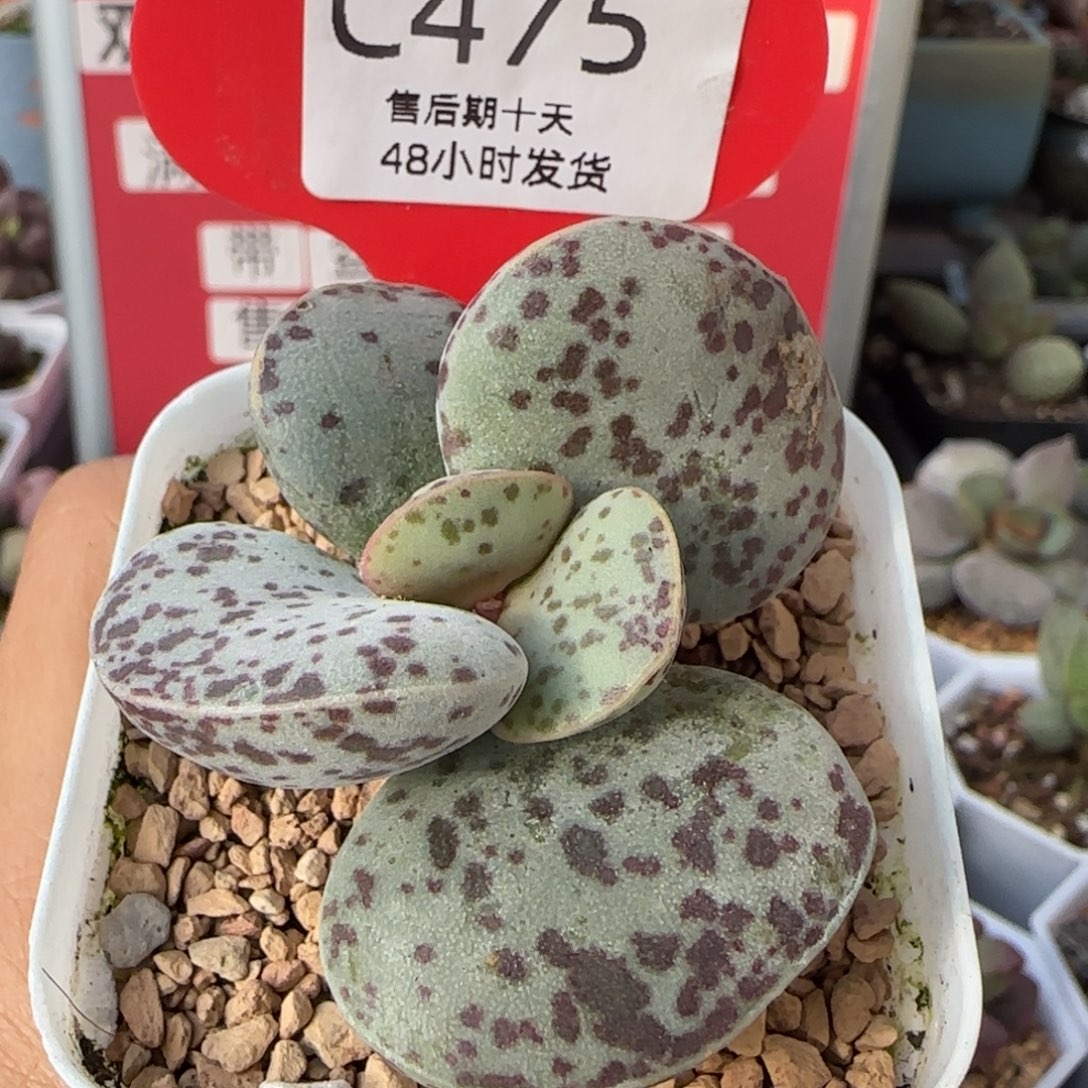 花蛋微瑕桩子。    475。   