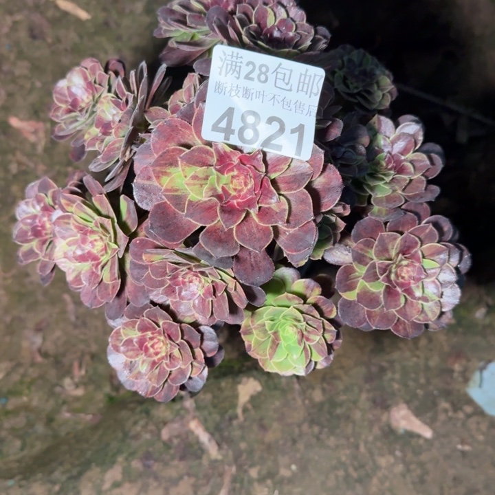 4821花月夜不包断枝