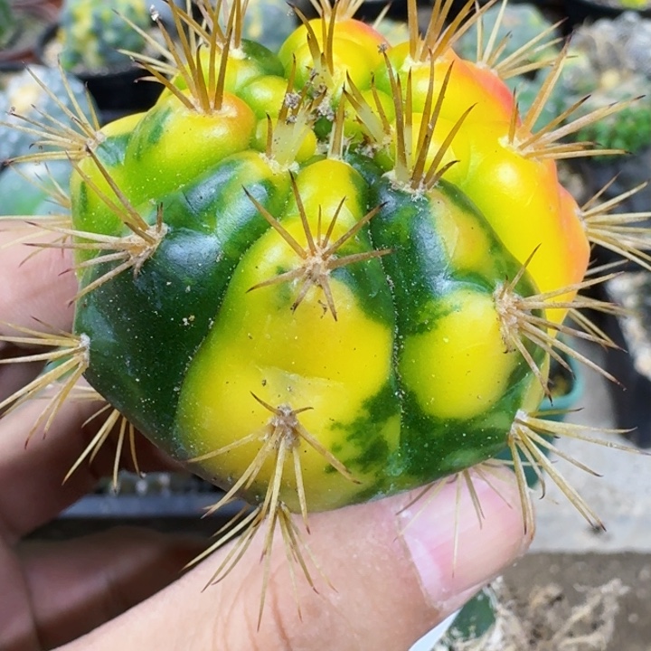 福利苗接锦球0727