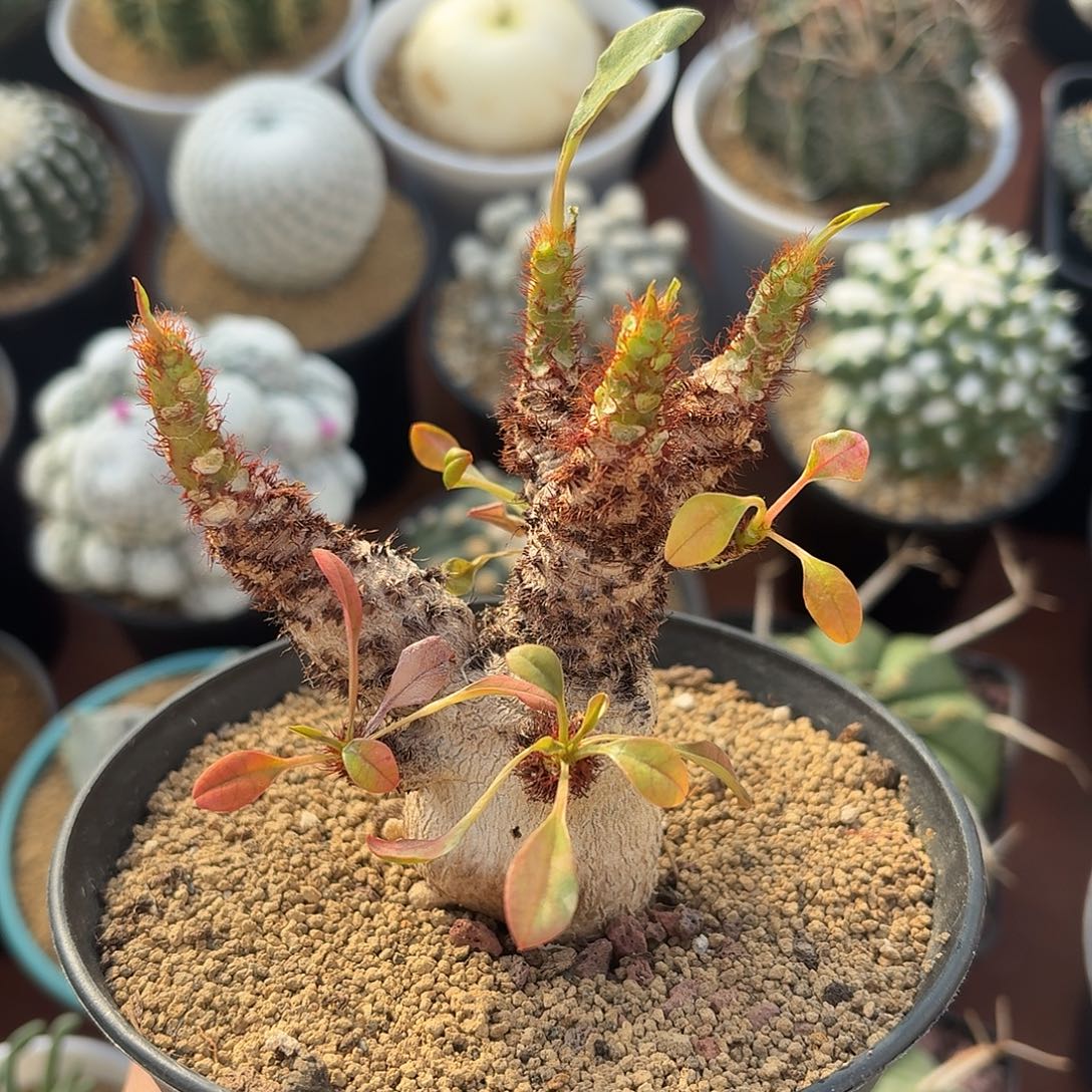 木***棉象鼻大戟仙人球12345