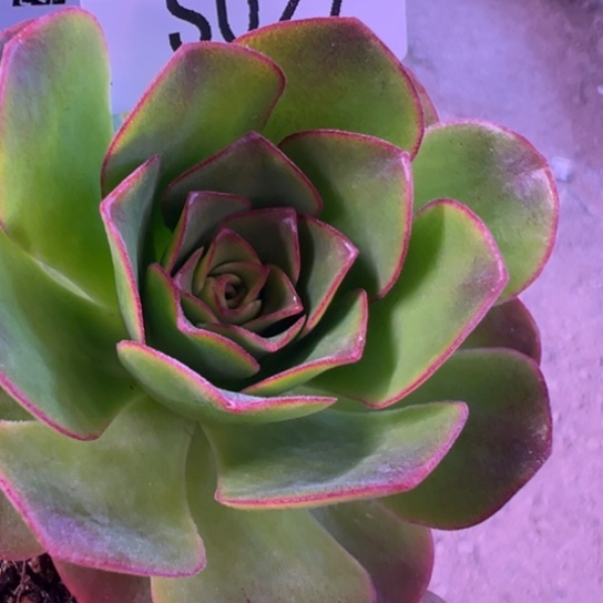 别***爱三碗027 若初x各种