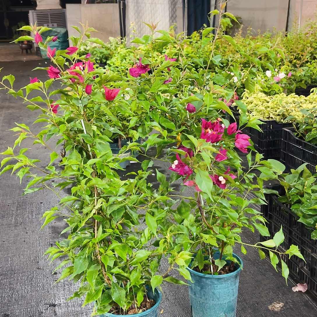 当前无花栽培后可以开花紫红桑巴带竹一颗