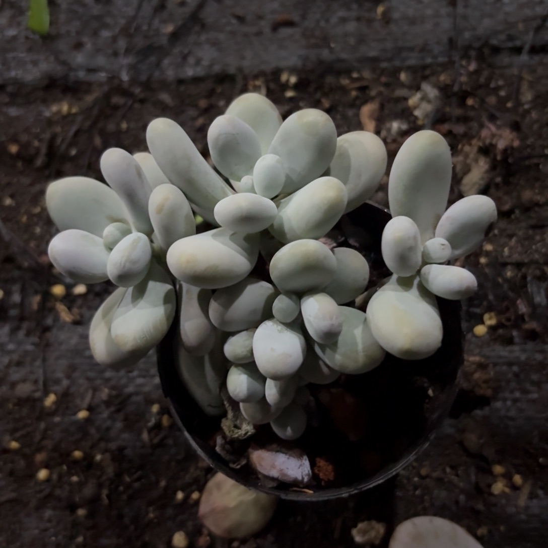 倩*奶酪啊啊啊啊啊