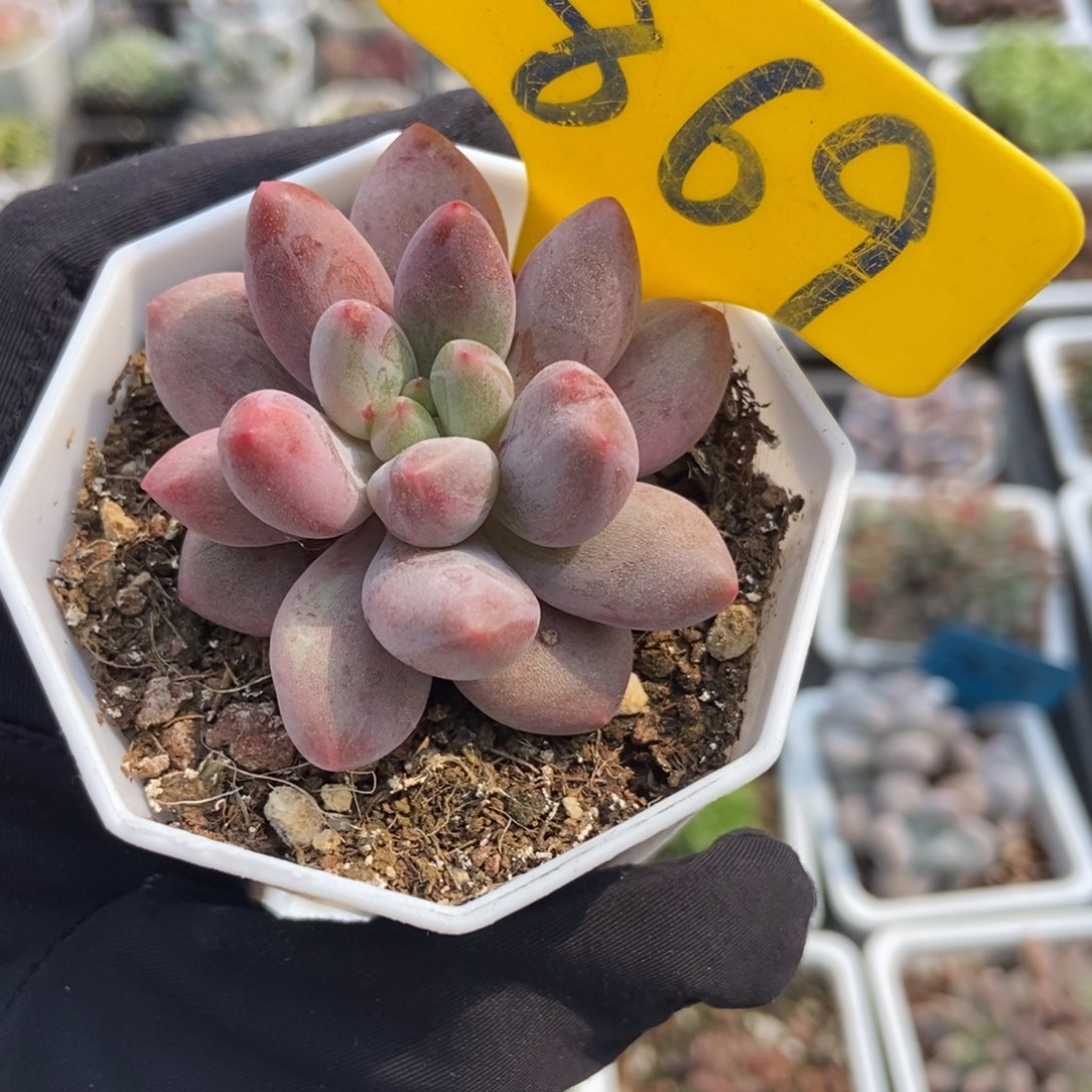 869车厘子石化多肉植物保护