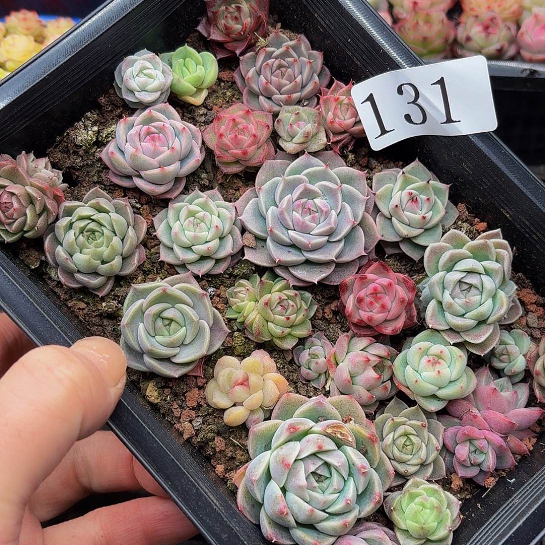 多肉植物多肉植物131