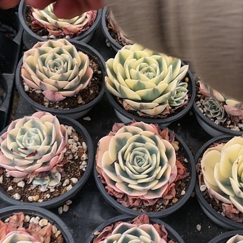 玉碟锦9.9一盆8888888