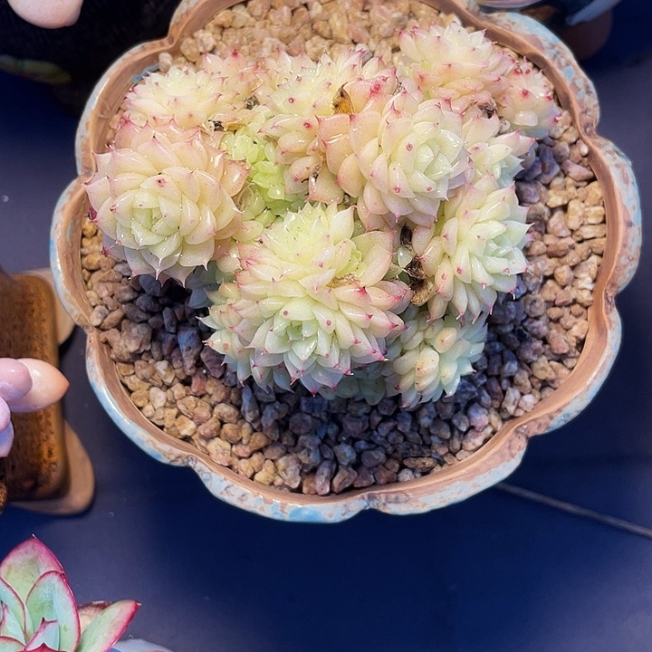 屿***多肉植物白多肉植物