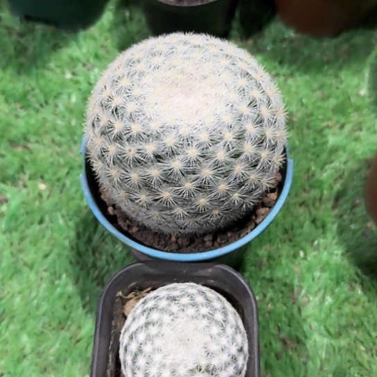 木*丶实生满月，实生大型春星仙人球，开花美，脱土发货