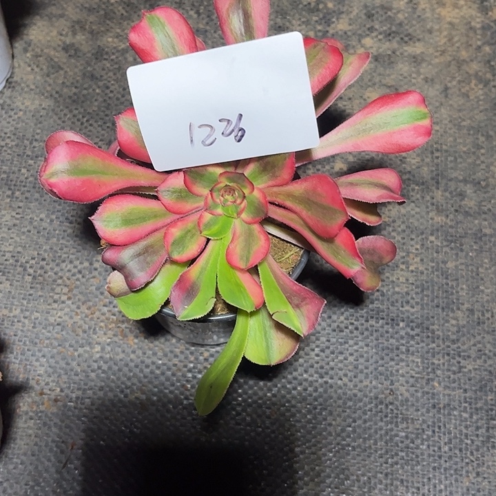 初恋花脸多肉植物保护专业1226