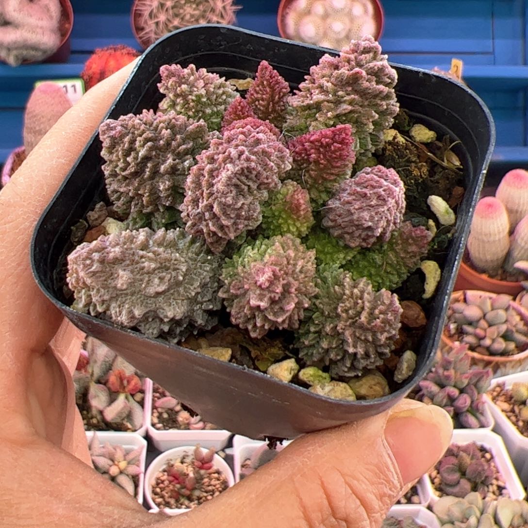 朱紫玉。             