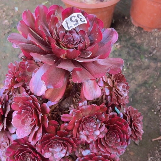 梅***色多肉植物一个美肌叶片有伤