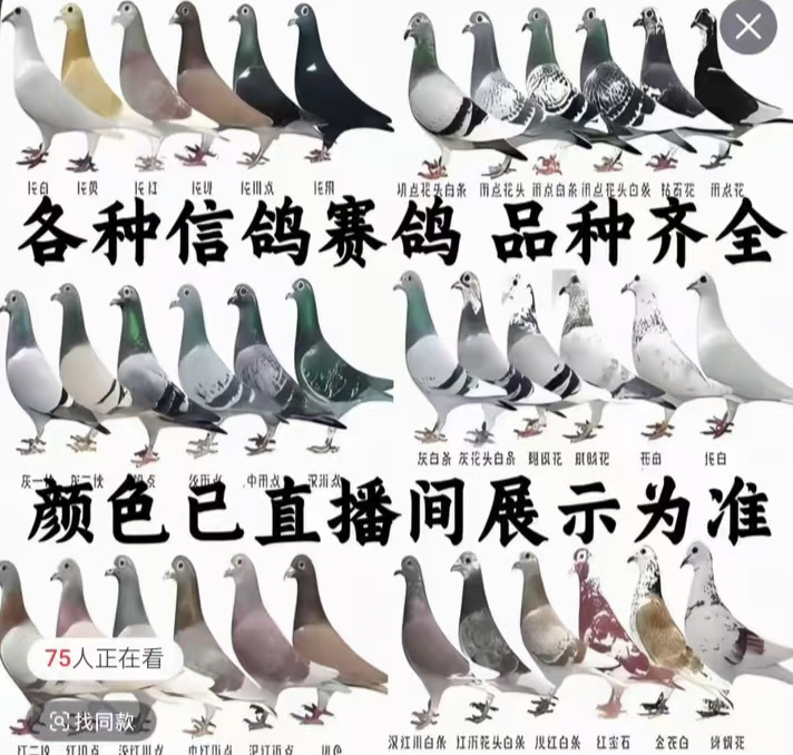 信鸽种鸽肉鸽乳鸽（以直播展示为准）