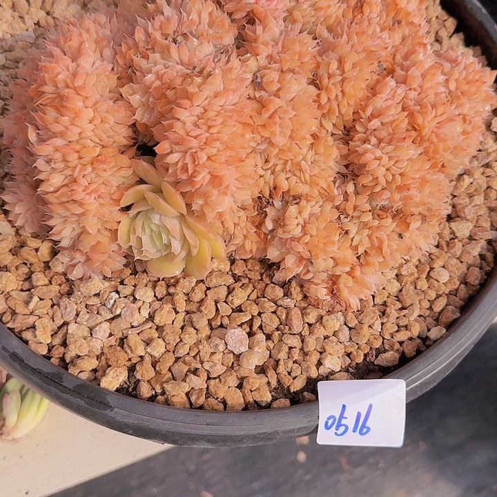 0516昂斯诺缀多肉植物