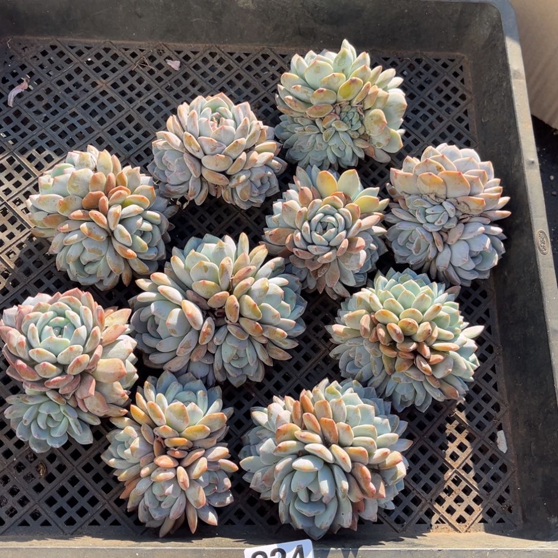 834号新疆西藏内蒙古不包邮的