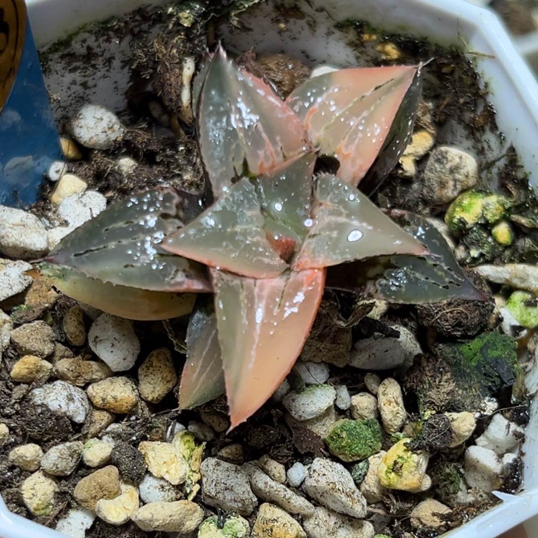 恭喜发财大吉大利0433