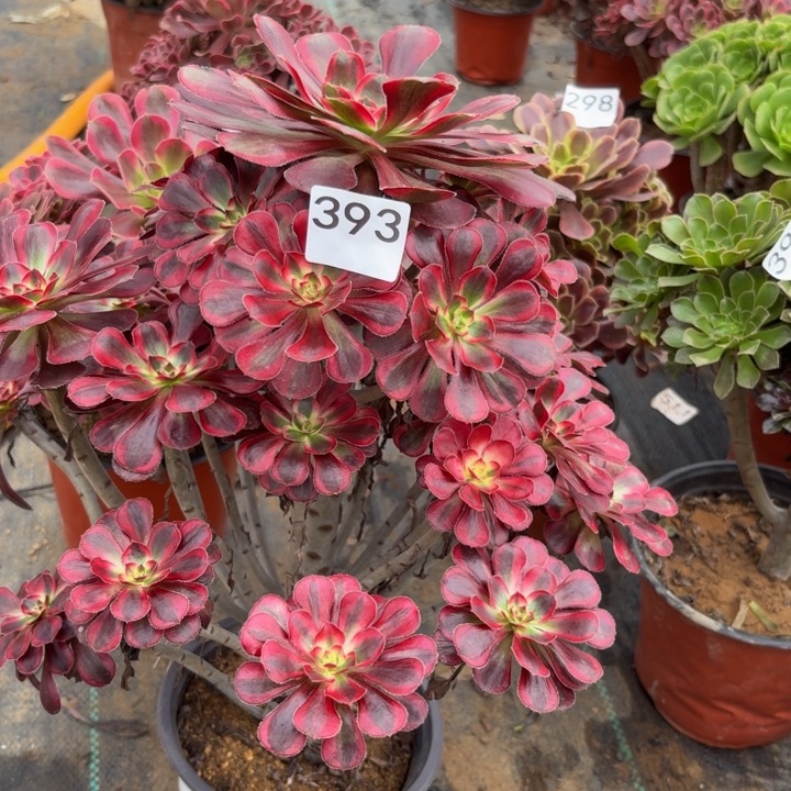 香奈儿多肉植物不包损393