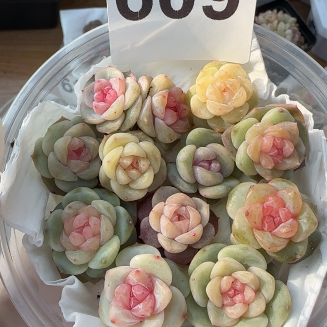 609王者系列珍妮一盒