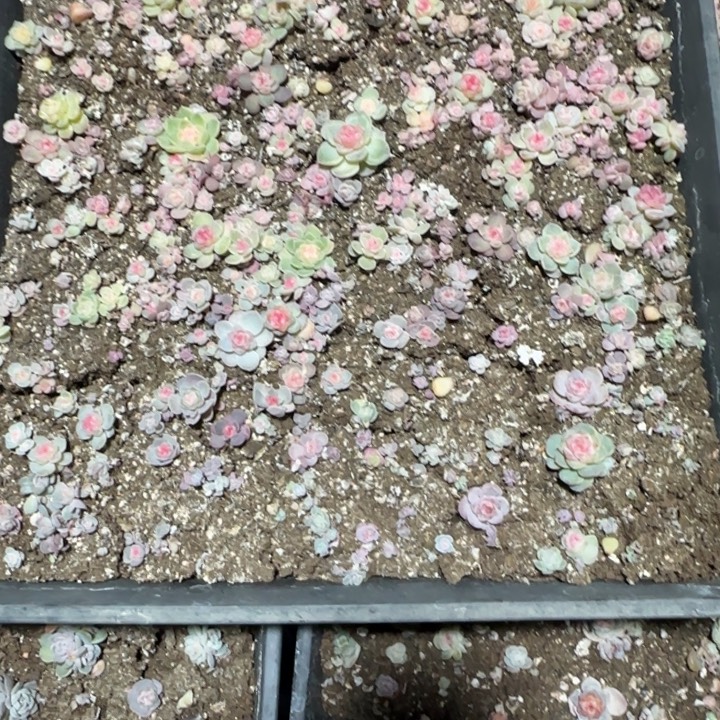 *****182王者系列多肉一框