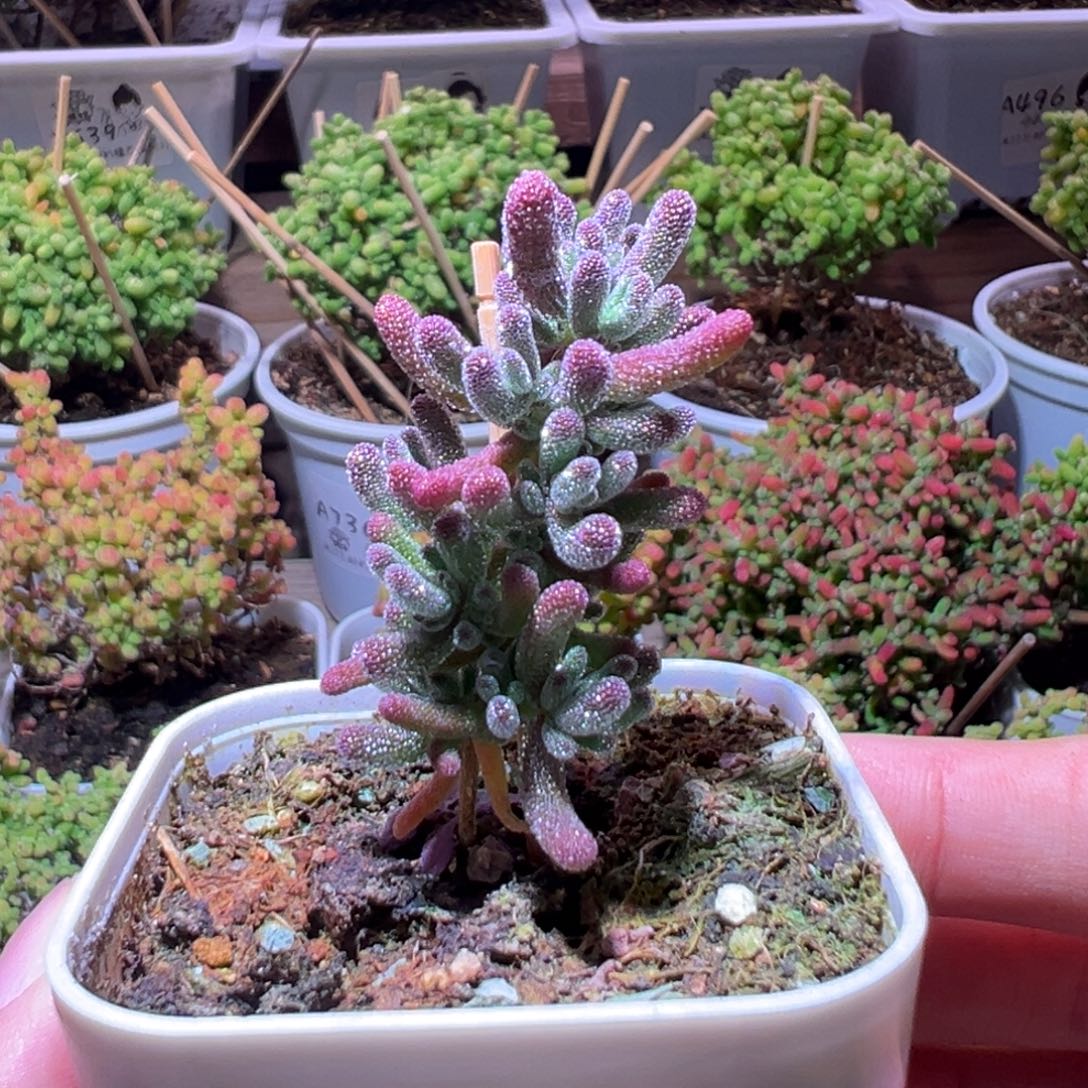 陈***然630冰晶杂一物一拍带盆土发货