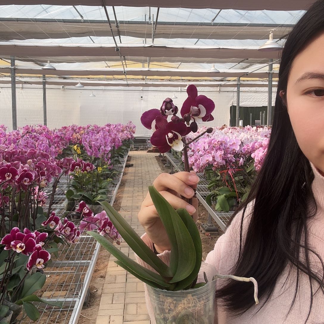 完全开放久久团圆苗子不售后