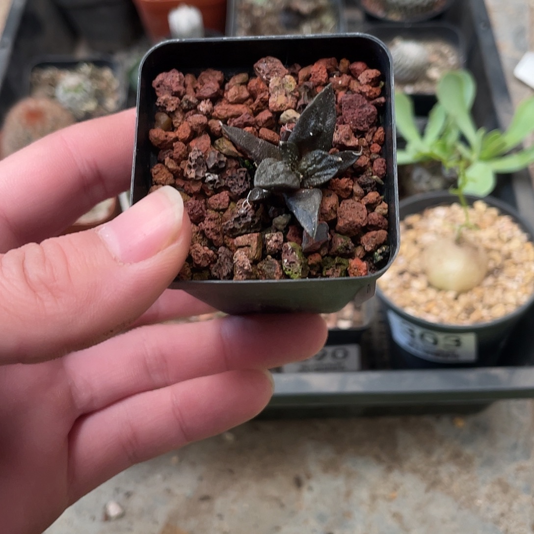 314牡丹杂（满18包邮）