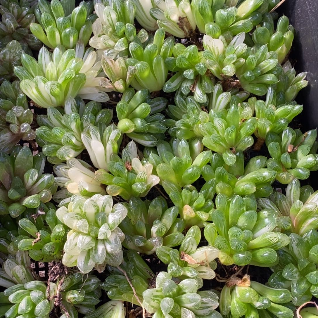 2723 一颗实生苏皇玉露锦 整点福利