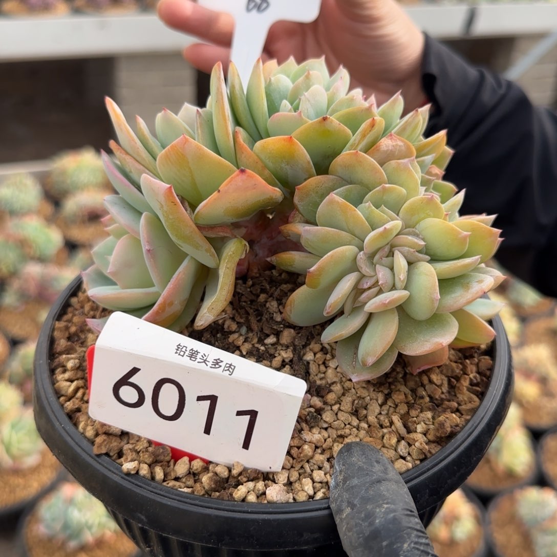 ✿***晶6011。    白凤缀。  