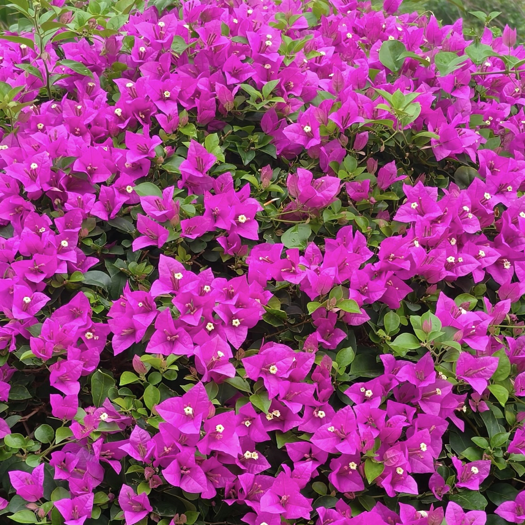 三角梅盆栽勤花品种掉花落叶不售后介意勿拍花卉家庭盆栽