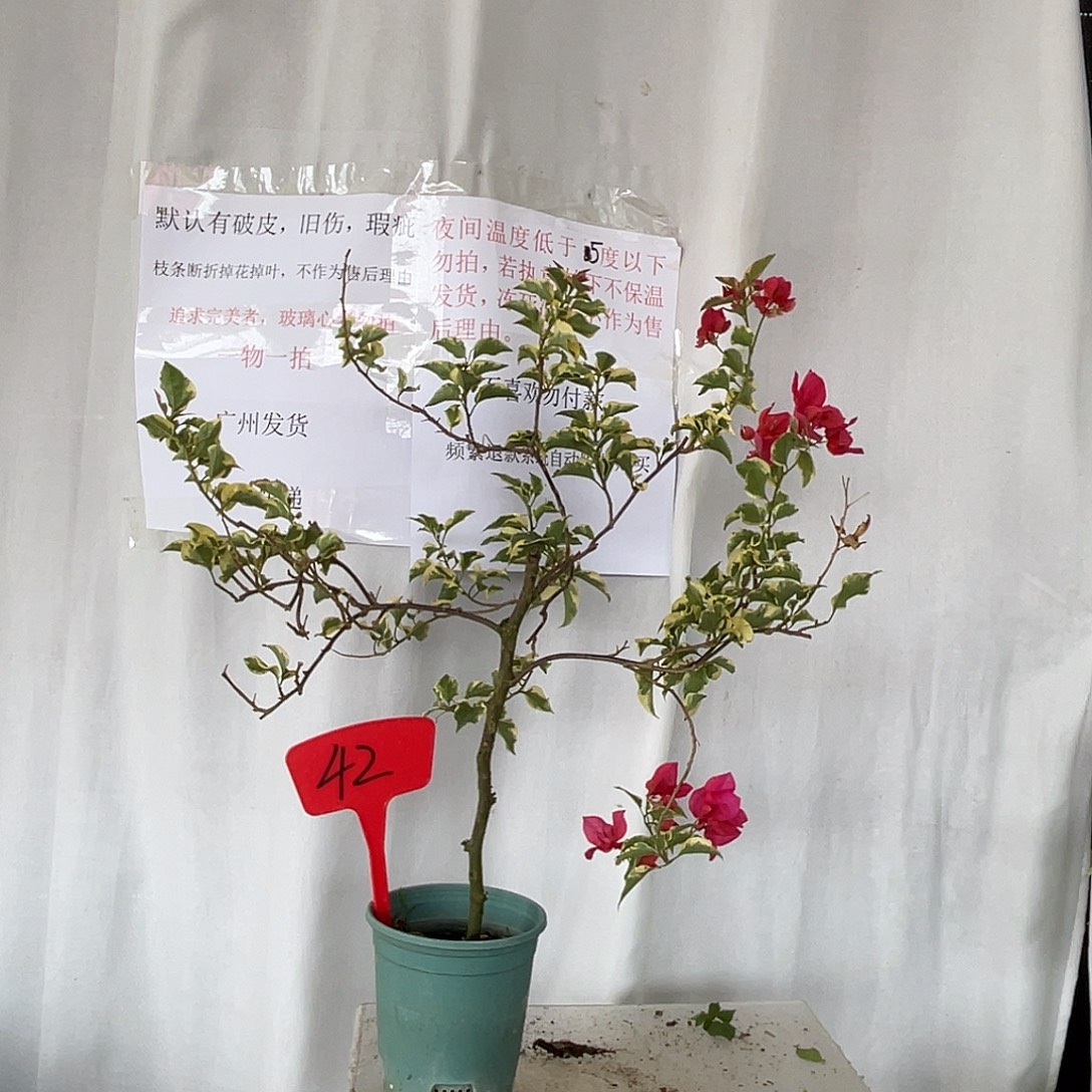 当前无花栽培后可以开花 42金边花叶红