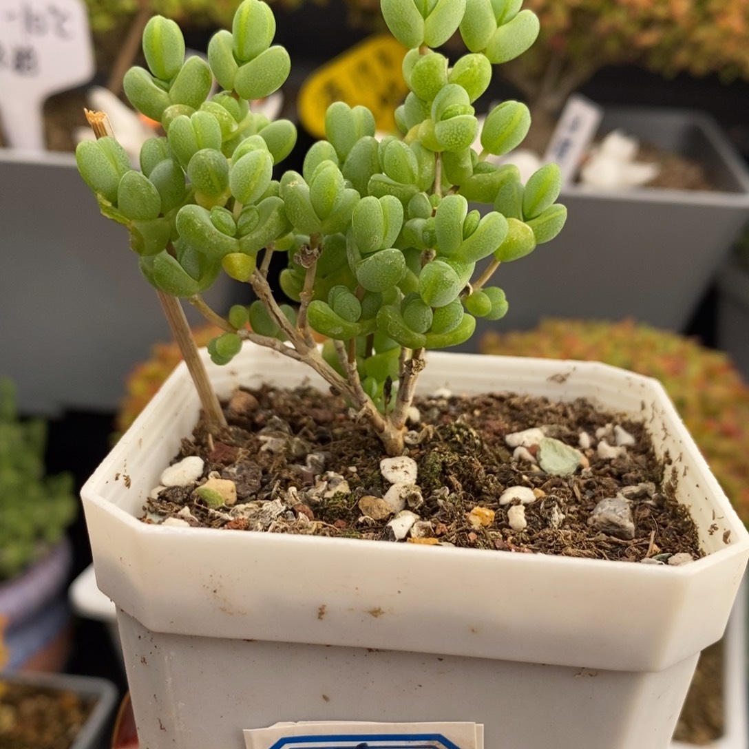 完全开放35号元宝（7cm）