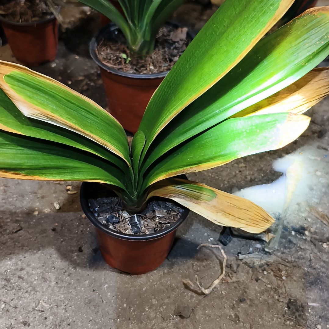 军***君当前无花栽培后可以开花辉阳之舞苗残叶无售后