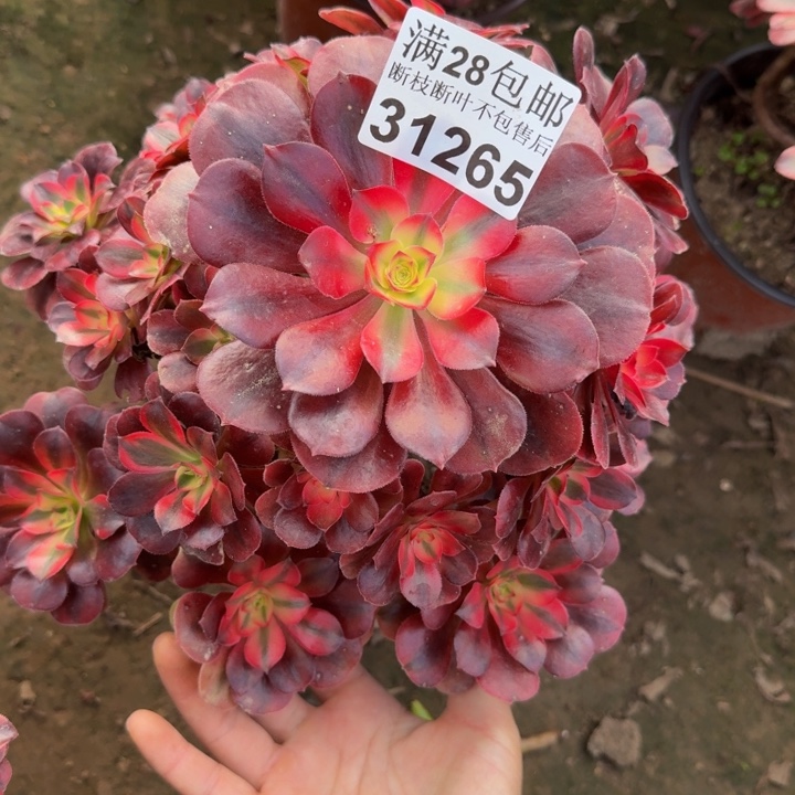 31265美杜莎多肉植物