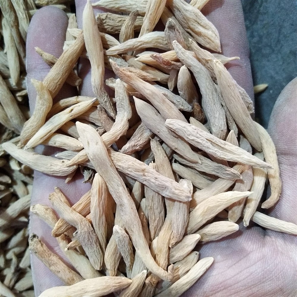  云南麦冬 边境赶集现收