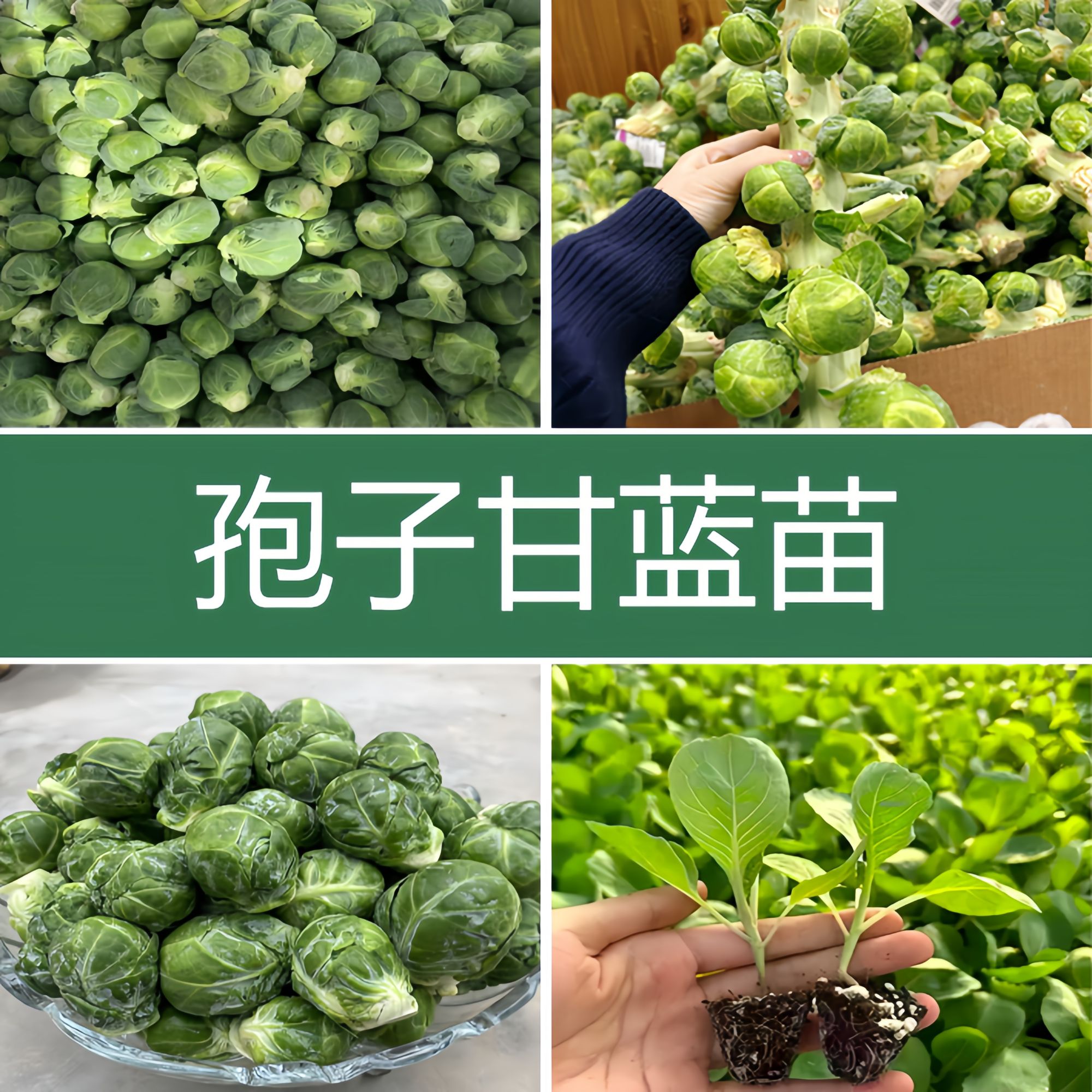孢子甘蓝秧苗四季可种小包菜蔬菜阳台盆栽小院地栽基地直发新鲜
