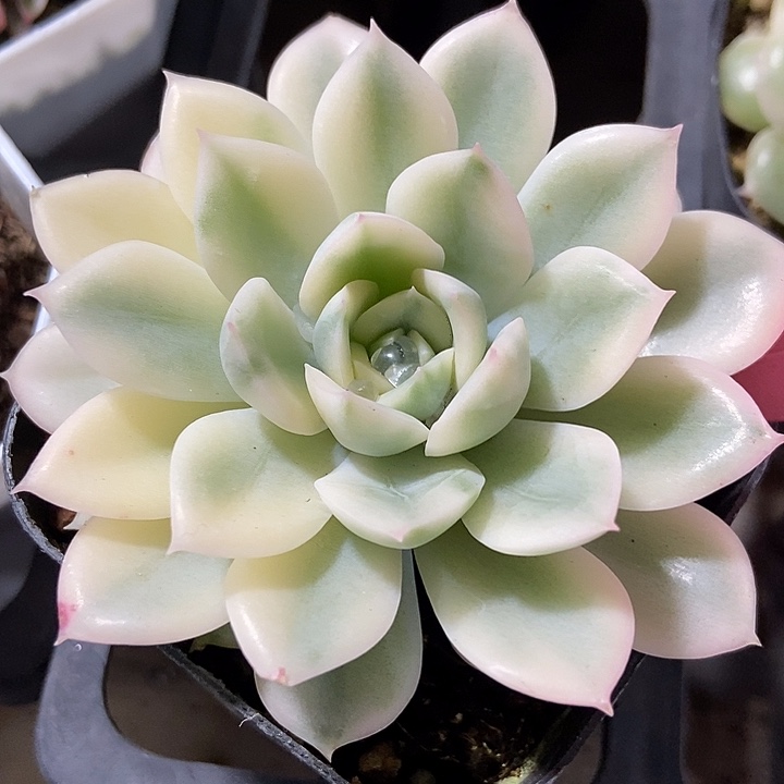 多肉植物月光仙子锦358