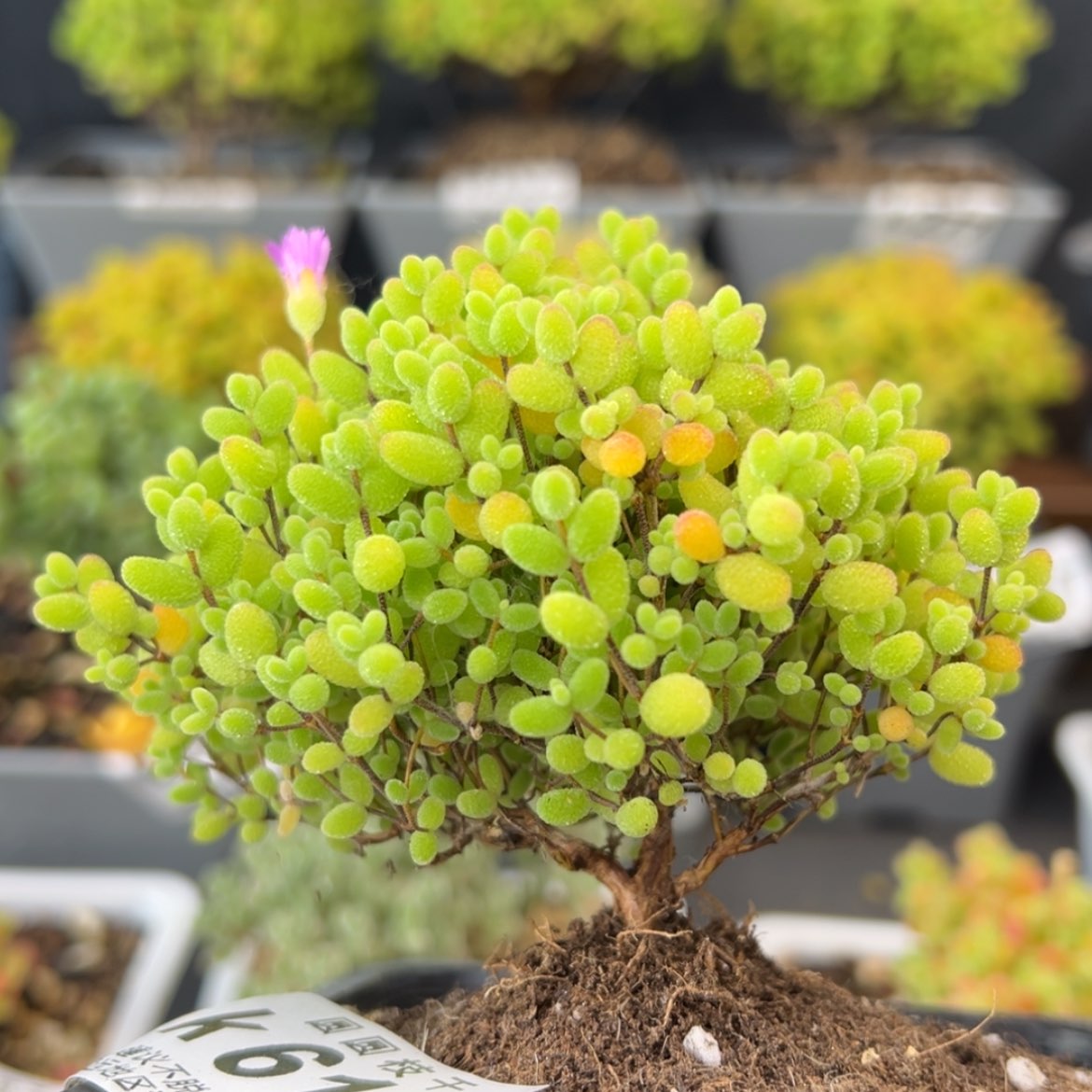 【闪购商品】k618蜜橘冠幅9cm