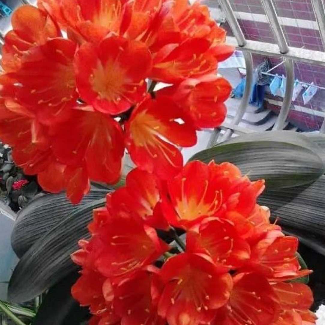   四季君子兰12个叶片以上 四季开花 好养 立板  原盆土发货