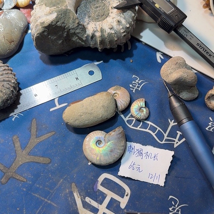 石材化石菊石化石风神