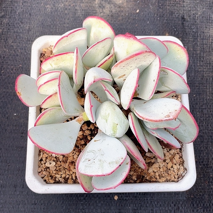 老桩多头控养日系白眉19脱土发