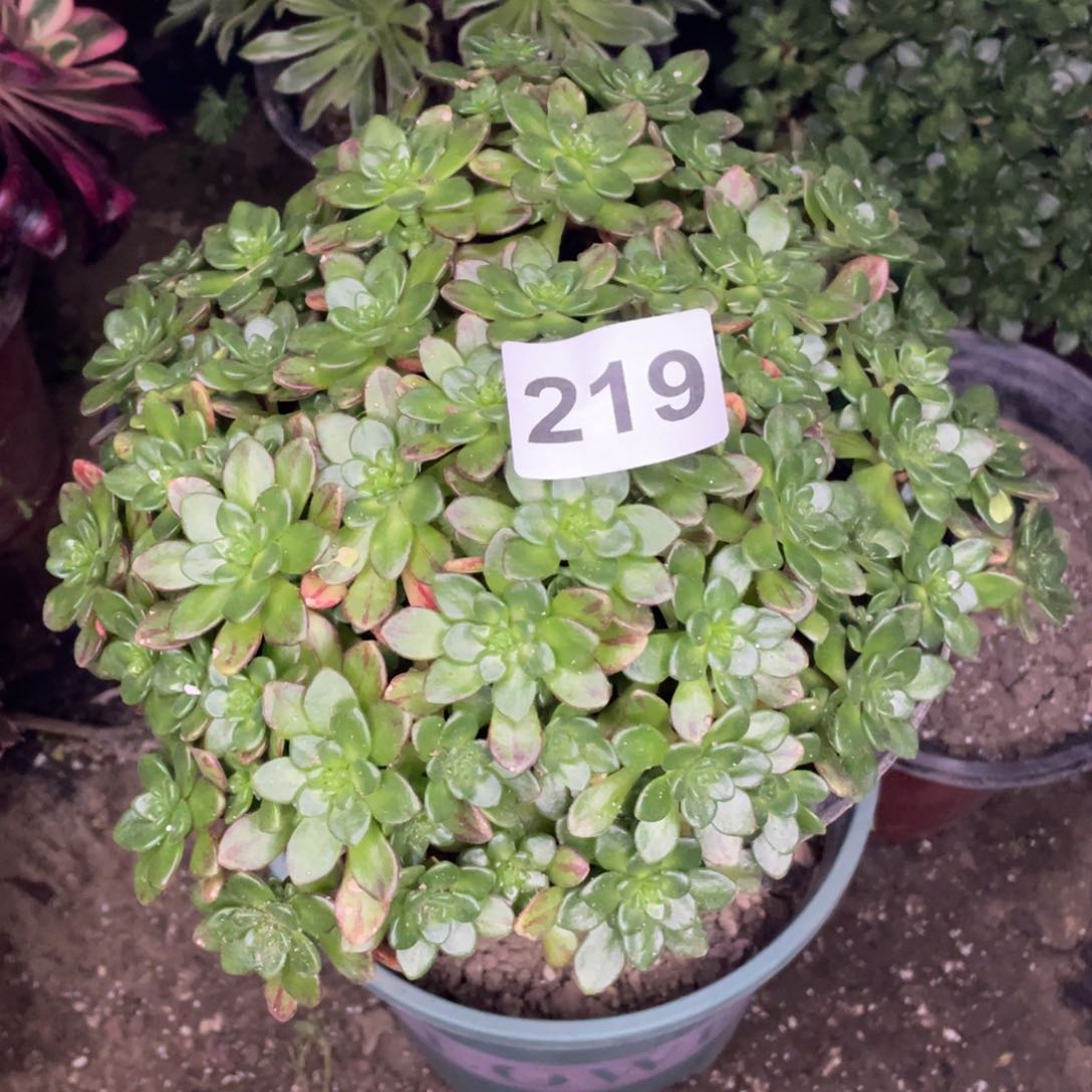 219号小狐狸生日快乐啊