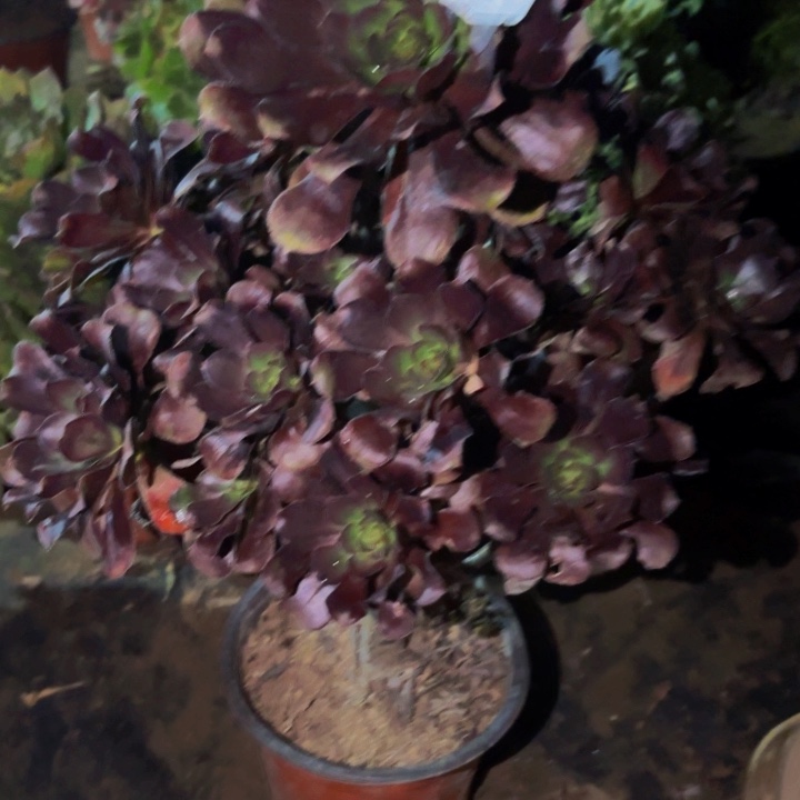 445花蝴蝶返祖多肉植物