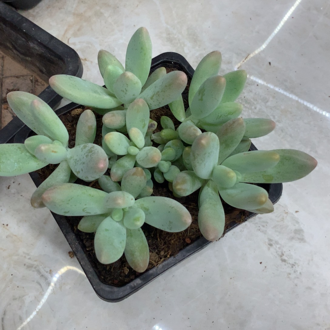 多肉植物一物一拍