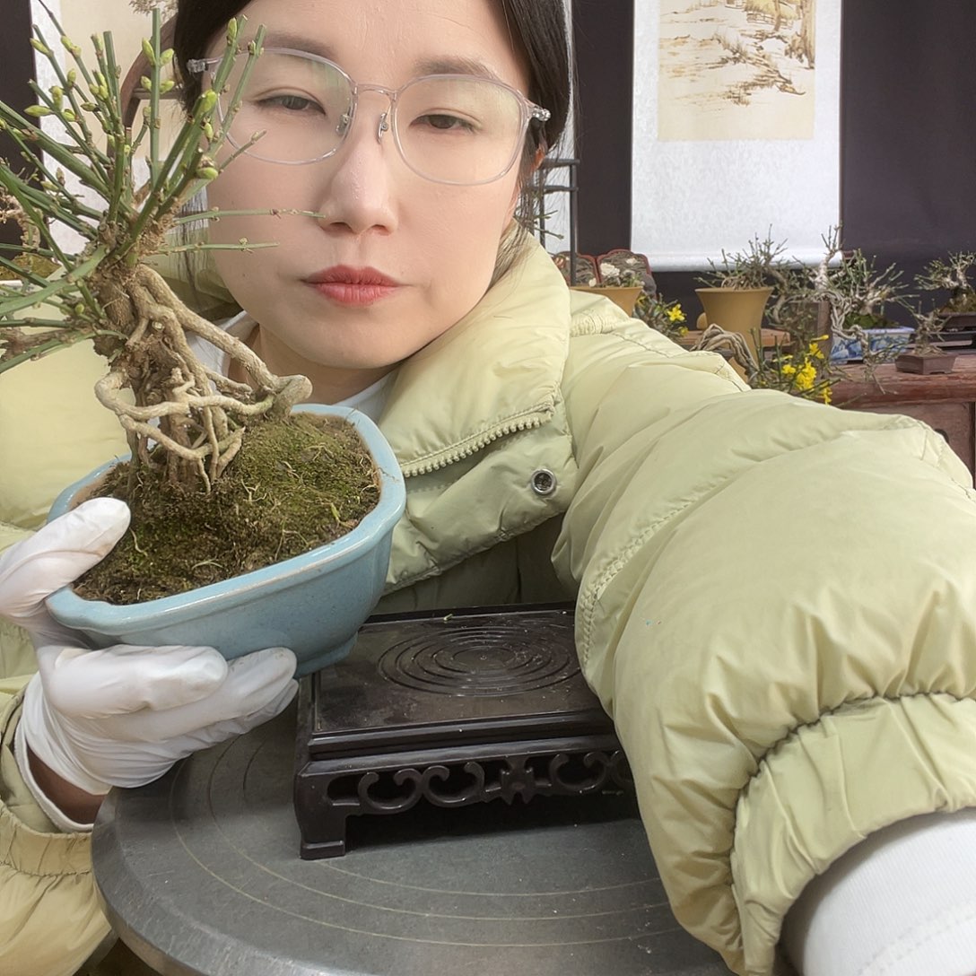 无花朵迎春花开了