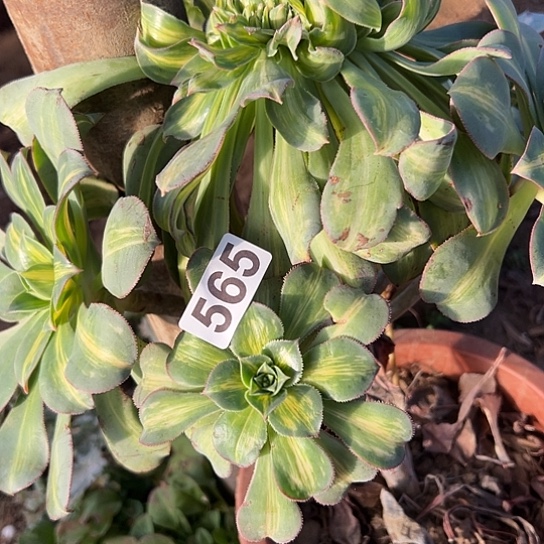 丽***）多肉植物一个魅惑565