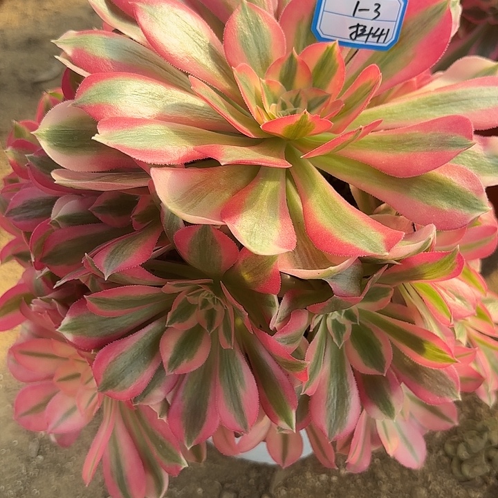 粉仙多肉法师不包损41