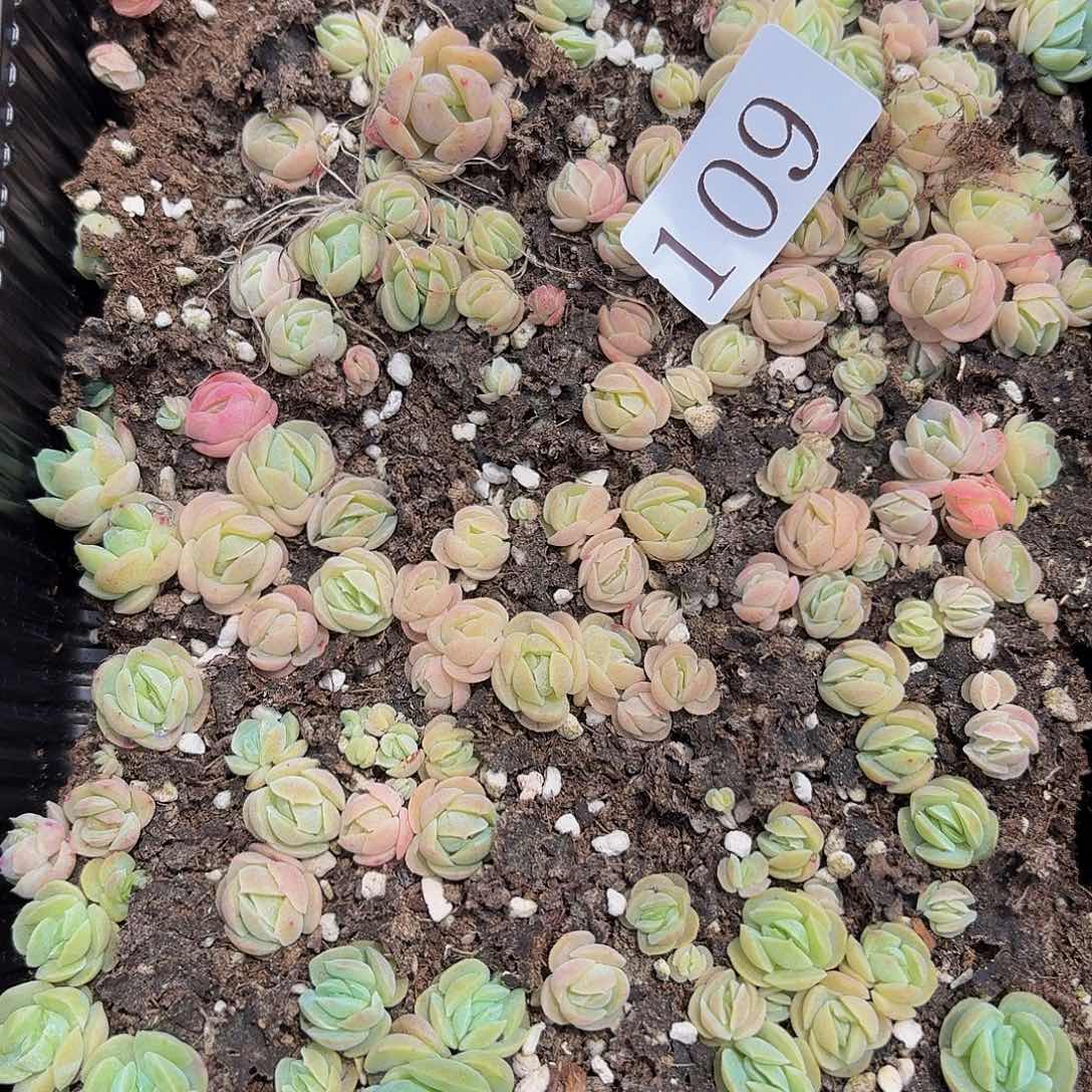 多肉植物多肉植物109